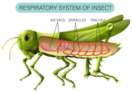 Ilustración de Sistema respiratorio de ilustración de diagrama de insectos - Imagen libre de derechos