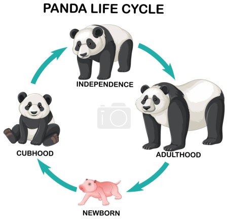 Illustration for Panda life cycle infographic illustration - Royalty Free Image