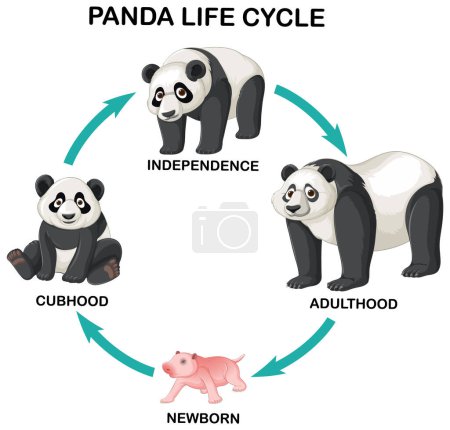Illustration for Panda life cycle infographic illustration - Royalty Free Image