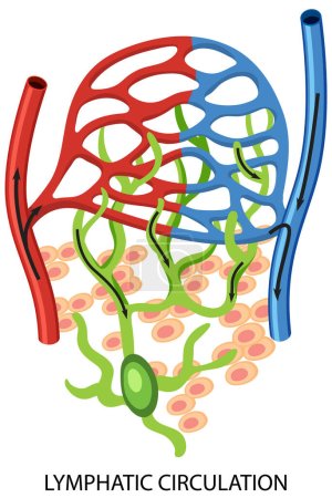 Lymphatic Circulation System Diagram illustration