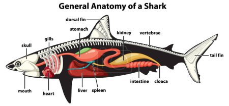 Ilustración del diagrama de anatomía general de un tiburón