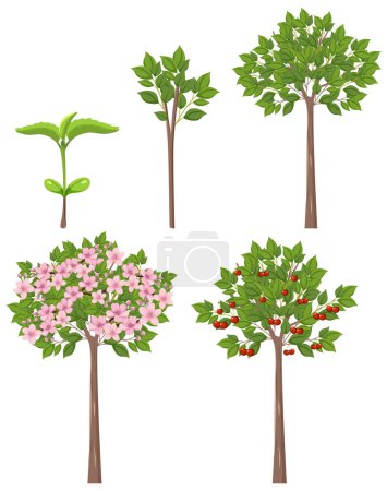Illustration for Stages of Cherry Tree Growth Vector illustration - Royalty Free Image