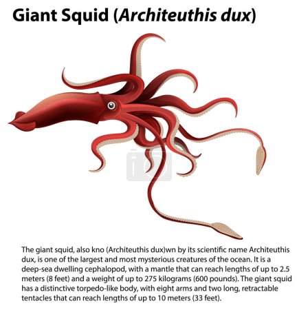 Illustration for Giant Squid (Architeuthis dux) Vector illustration - Royalty Free Image