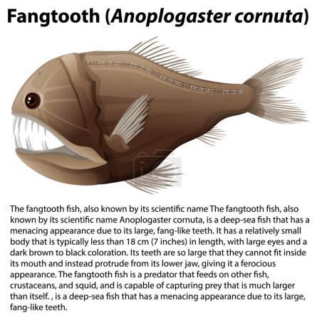 Ilustración de Diente de colmillo (Anoplogaster cornuta) con ilustración de texto informativa - Imagen libre de derechos