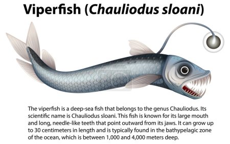 Ilustración de Viperfish (Chauliodus sloani) con ilustración de texto informativa - Imagen libre de derechos