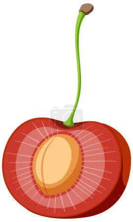 Illustration for Red Cherry Cross-Section Vector illustration - Royalty Free Image