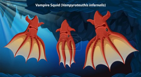 Illustration zum Vampir-Tintenfisch (Vampyroteuthis infernalis)