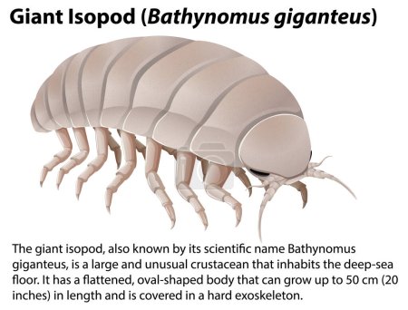 Isópodo gigante (Bathynomus Giganteus) con ilustración de texto informativa