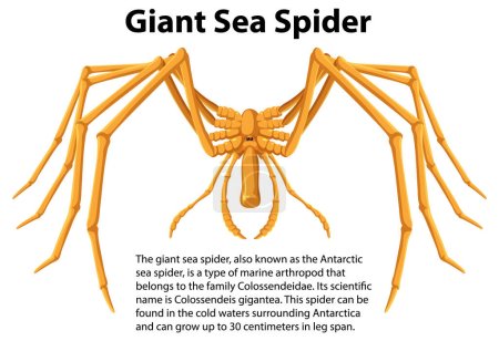 Illustration for Giant Sea Spider with Informative Text illustration - Royalty Free Image