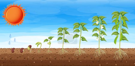 Ilustración de Etapas de crecimiento de una planta ilustración - Imagen libre de derechos