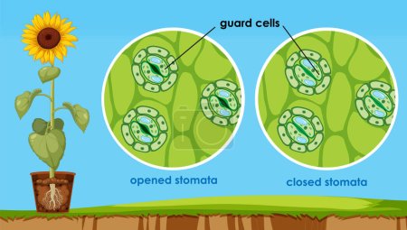 The opening and closing of stomata illustration