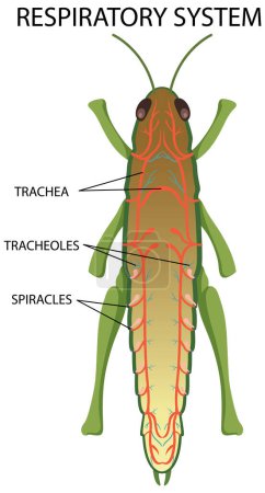 Ilustración de Sistema respiratorio de ilustración de diagrama de insectos - Imagen libre de derechos