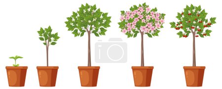 Illustration for Cherry Tree Growth Stages Vector Design illustration - Royalty Free Image