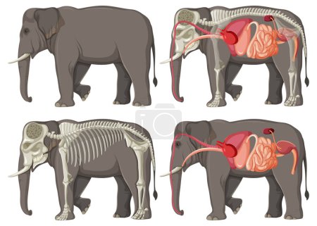 Téléchargez les illustrations : Organes internes Anatomie d'un éléphant illustration - en licence libre de droit