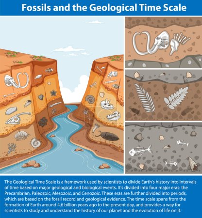 Los fósiles y la escala de tiempo geológica ilustración