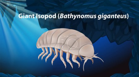 Illustration for Giant Isopod (Bathynomus giganteus) illustration - Royalty Free Image