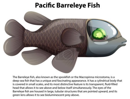 Ilustración de Pacific Barreleye Fish con ilustración de texto informativa - Imagen libre de derechos