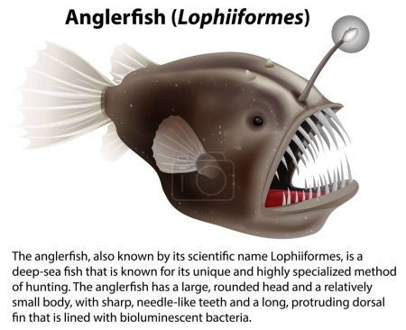 Ilustración de Anglerfish (Lophiiformes) con ilustración de texto informativa - Imagen libre de derechos