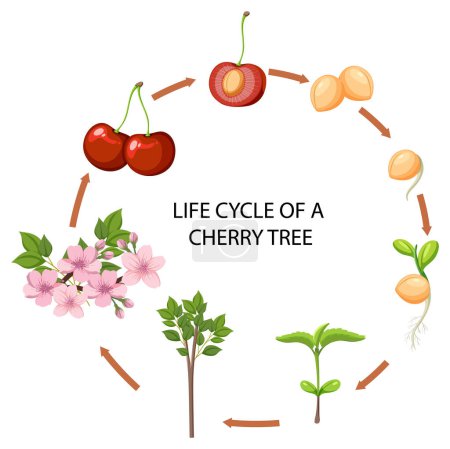 Téléchargez les illustrations : Cycle de vie d'un cerisier illustration - en licence libre de droit