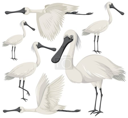 Illustration for Black-faced spoonbill animal collection illustration - Royalty Free Image