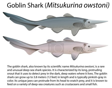 Ilustración de Tiburón Duende (Mitsukurina owstoni) con ilustración de texto informativa - Imagen libre de derechos