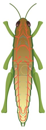 Illustration for Grasshopper respiratory system diagram illustration - Royalty Free Image
