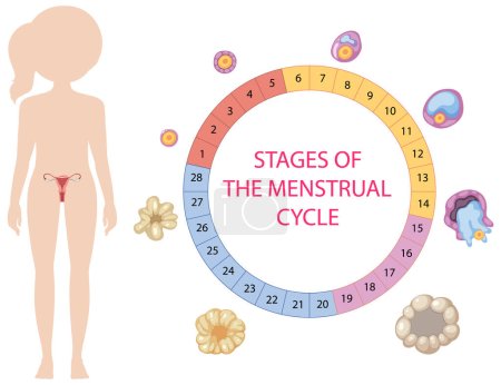 Illustration for Infographic of stages of the menstrual cycle illustration - Royalty Free Image