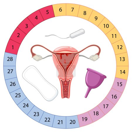 Illustration for Stages of The Menstrual Cycle illustration - Royalty Free Image