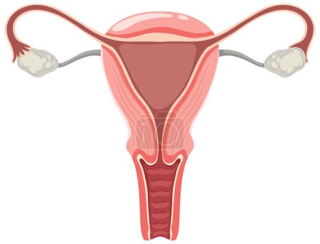 Illustration for The Womb and Ovaries illustration - Royalty Free Image