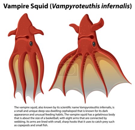 Ilustración de Calamar vampiro (Vampyroteuthis infernalis) con ilustración de texto informativa - Imagen libre de derechos