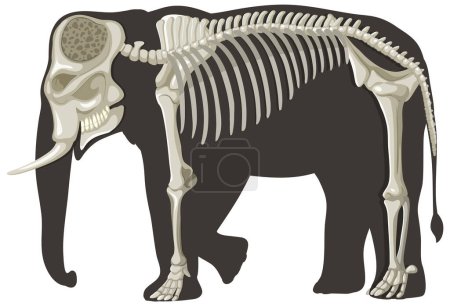 Téléchargez les illustrations : Concept d'anatomie des éléphants pour l'éducation scientifique illustration - en licence libre de droit