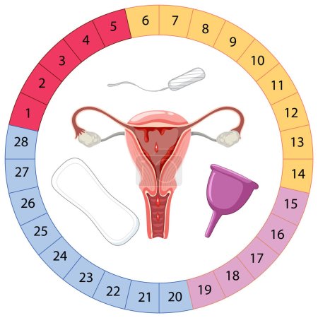 Téléchargez les illustrations : Les étapes du cycle menstruel illustration - en licence libre de droit