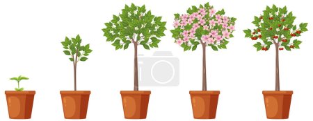Téléchargez les illustrations : Étapes de l'illustration vectorielle de croissance des cerisiers - en licence libre de droit