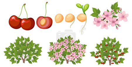 Téléchargez les illustrations : Cycle de vie d'un cerisier illustration - en licence libre de droit
