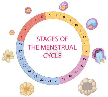 Stages of The Menstrual Cycle illustration