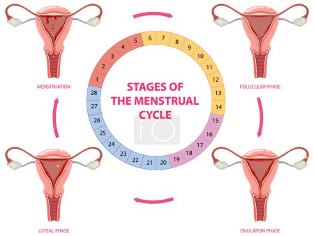 Illustration for Stages of The Menstrual Cycle illustration - Royalty Free Image