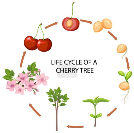 Téléchargez les illustrations : Cycle de vie du cerisier illustration - en licence libre de droit