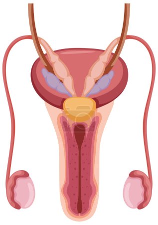 Illustration for Anatomy of the Male Reproductive System illustration - Royalty Free Image