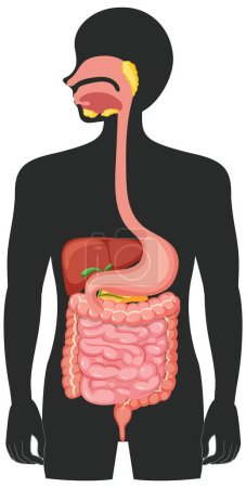 Illustration for Human medical digestive system illustration - Royalty Free Image