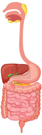 Téléchargez les illustrations : Illustration du système digestif médical humain - en licence libre de droit