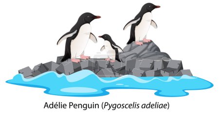 Téléchargez les illustrations : Adelie pingouin dessin animé sur la roche illustration - en licence libre de droit