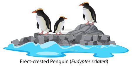 Illustration for Erect-crested penguin cartoon on the rock illustration - Royalty Free Image