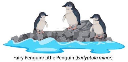 Illustration for Fairy penguin or little penguin cartoon on the rock illustration - Royalty Free Image