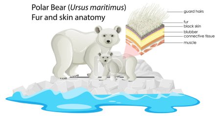 Téléchargez les illustrations : Illustration de fourrure d'ours polaire et anatomie de la peau - en licence libre de droit
