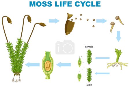 Illustration for The Life Cycle of Moss illustration - Royalty Free Image