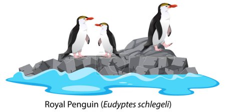 Téléchargez les photos : Pingouin royal dessin animé sur la roche illustration - en image libre de droit