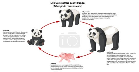 Ilustración de Infografía ilustrada que representa el ciclo de vida de los pandas - Imagen libre de derechos