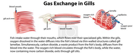Ilustración de Diagrama ilustrado que muestra el intercambio de gases en branquias - Imagen libre de derechos