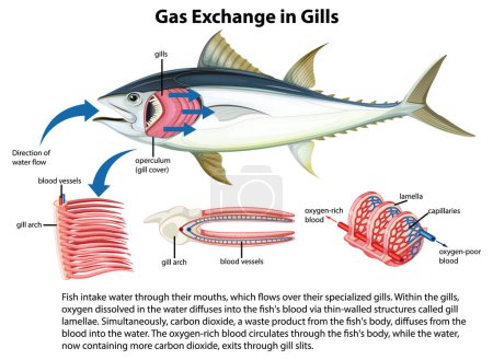 Ilustración de Diagrama detallado que muestra la anatomía interna de los peces - Imagen libre de derechos