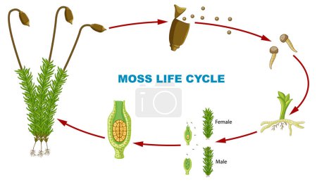 Illustration for Illustrated infographic depicting the life cycle of moss plants - Royalty Free Image